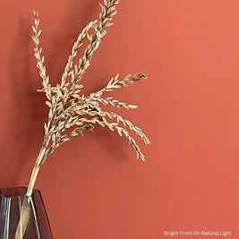 Feature wall painted in Autumn Rust – rich burnt orange wall paint in natural light
