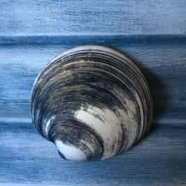 Beachy Blues