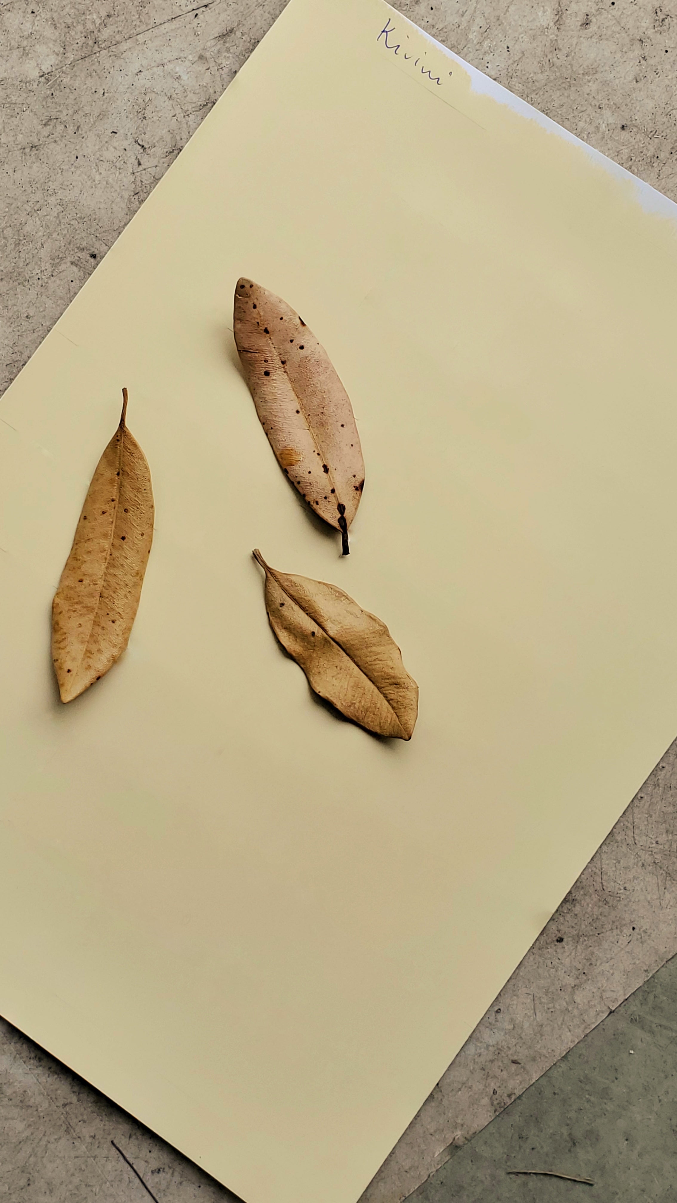 Cosy living with Kirimi wall paint